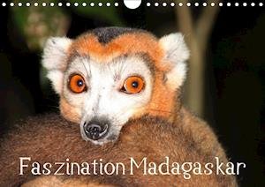 Cover for Raab · Faszination Madagaskar (Wandkalend (Bok)
