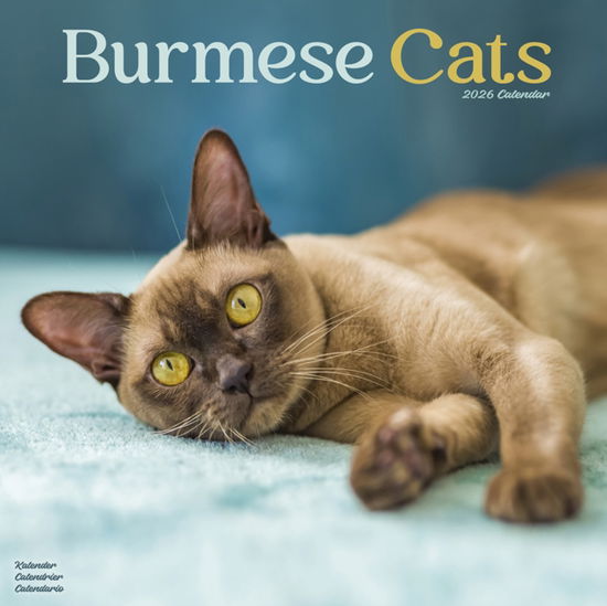 Cover for Cats - Burmese Calendar 2026  Square Cat Wall Calendar - 16 Month (Calendar) (2025)