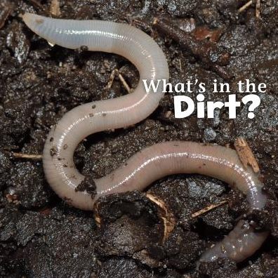 What's in the Dirt? - Martha E H Rustad - Książki - Capstone Press - 9781491460245 - 1 sierpnia 2015