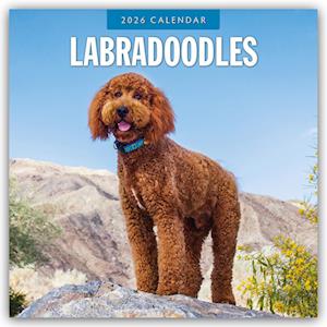 Cover for Red Robin · Labradoodles 2026 Square Wall Calendar (Paperback Book) (2025)