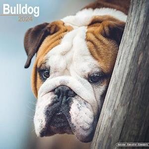 Cover for Bulldog Calendar 2024  Square Dog Breed Wall Calendar - 16 Month (Kalender) (2023)