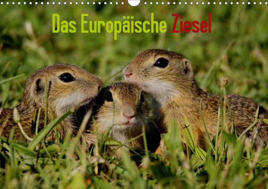 Cover for Erlwein · Das Europäische Ziesel (Wandkal (Book)