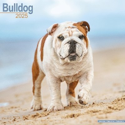 Cover for Bulldog Calendar 2025 Square Dog Breed Wall Calendar - 16 Month (Kalender) (2024)