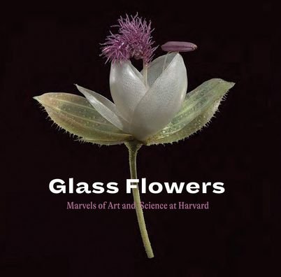 Cover for Jennifer Brown · Glass Flowers: Marvels of Art and Science at Harvard (Paperback Book) (2020)
