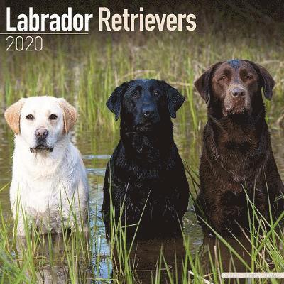 Cover for Avonside Publishing Ltd · Labrador Retrievers Calendar 2020 (Paperback Book) (2019)