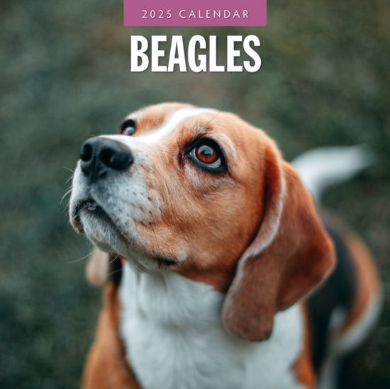 Cover for Red Robin · Beagles 2025 Square Wall Calendar (Paperback Book) (2024)