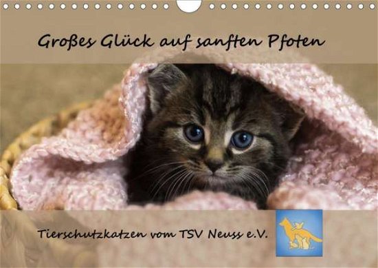 Tierschutzkatzen vom TSV-Neuss - Groß - B - Bøker -  - 9783670993247 - 
