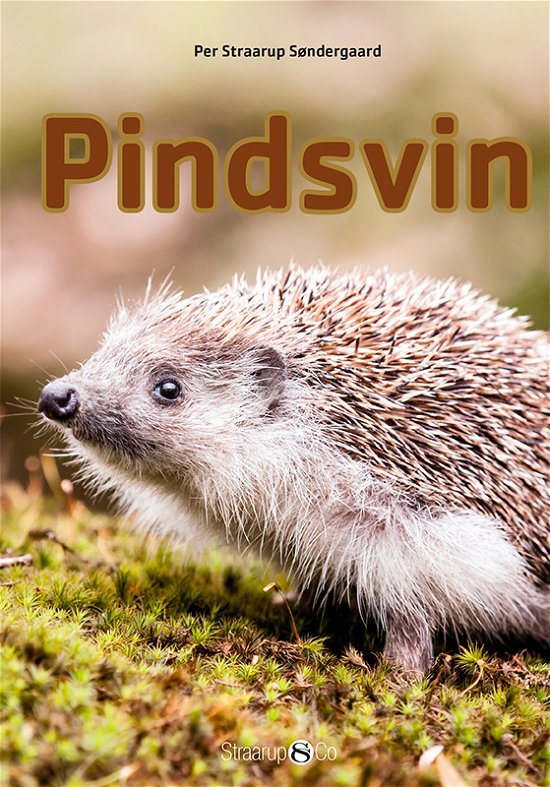 Cover for Per Straarup Søndergaard · Mini: Pindsvin (Innbunden bok) [1. utgave] (2017)