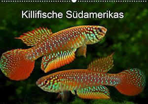 Killifische Südamerikas (Wandk - Pohlmann - Bücher -  - 9783670727248 - 