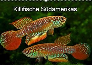 Cover for Pohlmann · Killifische Südamerikas (Wandk (Bog)