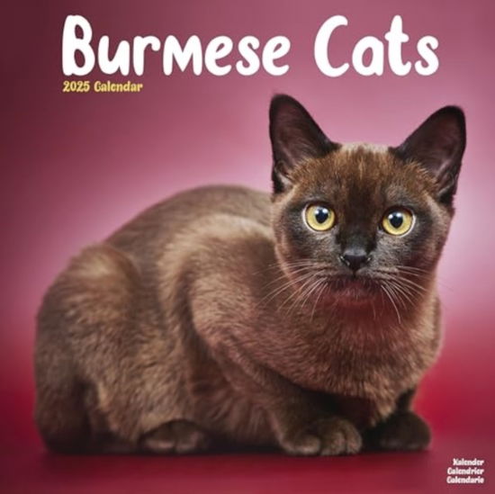 Cover for Cats - Burmese Calendar 2025  Square Cat Wall Calendar - 16 Month (Calendar) (2024)