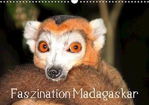 Cover for Raab · Faszination Madagaskar (Wandkalend (Bok)