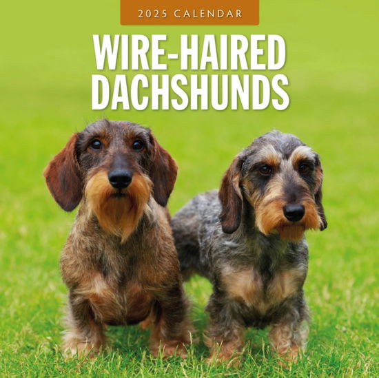 Cover for Red Robin · Wire-Haired Dachshunds 2025 Square Wall Calendar (Paperback Book) (2024)