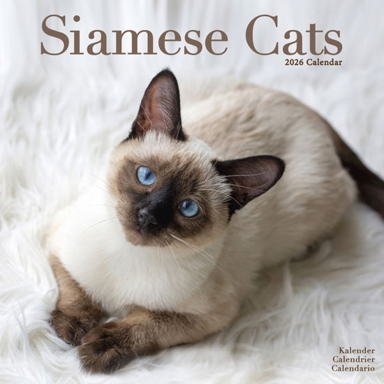 Cover for Cats - Siamese Calendar 2026  Square Cat Wall Calendar - 16 Month (Calendar) (2025)