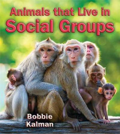 Cover for Bobbie Kalman · Animals that Live in Social Groups - Big Science Ideas (Paperback Book) (2016)