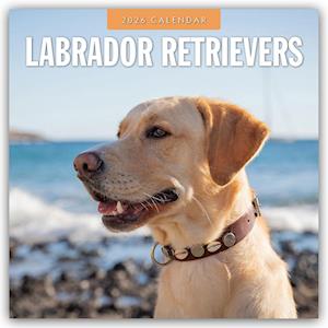 Cover for Red Robin · Labrador Retrievers 2026 Square Wall Calendar (Paperback Book) (2025)
