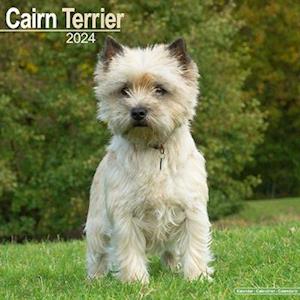 Cairn Terrier Calendar 2024  Square Dog Breed Wall Calendar - 16 Month -  - Merchandise - Avonside Publishing Ltd - 9781804600252 - July 1, 2023