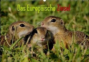 Cover for Erlwein · Das Europäische Ziesel (Wandkal (Book)