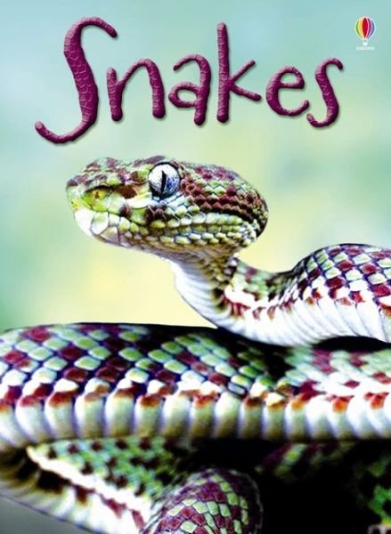 Snakes - Beginners - James Maclaine - Books - Usborne Publishing Ltd - 9781409565253 - February 1, 2014