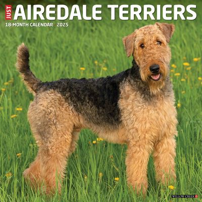 Just Airedale Terriers 2025 12 X 12 Wall Calendar - Willow Creek Press - Merchandise - Willow Creek Press Calendars - 9781549241253 - September 10, 2024