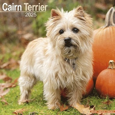 Cover for Cairn Terrier Calendar 2025 Square Dog Breed Wall Calendar - 16 Month (Kalender) (2024)