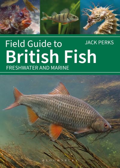 Field Guide to British Fish: Freshwater and Marine - Bloomsbury Naturalist - Jack Perks - Books - Bloomsbury Publishing PLC - 9781399412254 - May 1, 2025