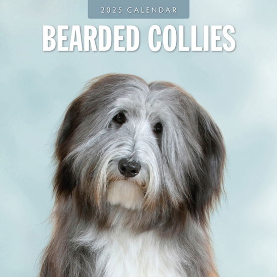 Cover for Red Robin · Bearded Collies 2025 Square Wall Calendar (Paperback Book) (2024)