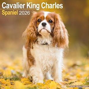 Cover for Cavalier King Charles Calendar 2026  Square Dog Breed Wall Calendar - 16 Month (Calendar) (2025)