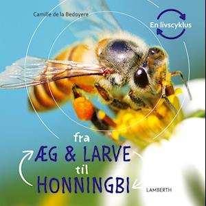 Cover for Camilla de la Bédoyère · En livscyklus: Fra æg og larve til honningbi (Gebundesens Buch) [1. Ausgabe] (2023)