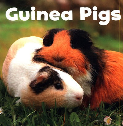 Cover for Lisa J. Amstutz · Guinea Pigs - Our Pets (Paperback Book) (2019)