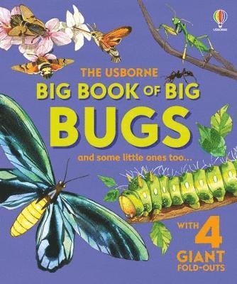 Cover for Emily Bone · Big Book of Big Bugs - Big Books (Hardcover Book) (2025)