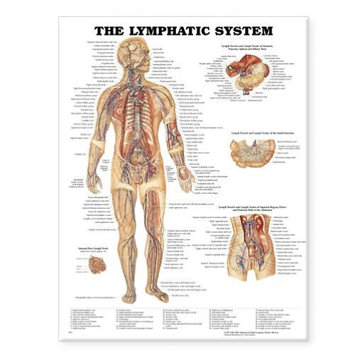 Cover for Acc 8937pl1.5 · The Lymphatic System Anatomical Chart (Map) (2000)