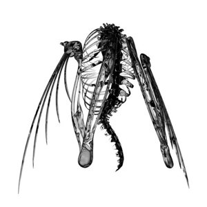 Cover for Lotic · Lotic - Heterocetera (Ep 12&quot;) (LP) [Standard edition] (2015)