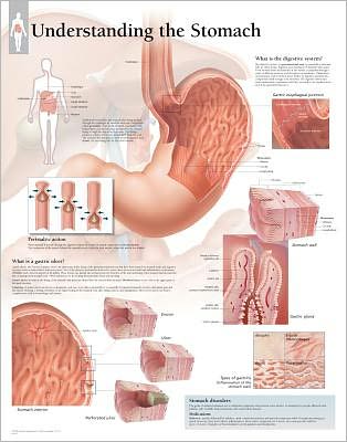 Cover for Scientific Publishing · Understanding the Stomach Laminated Poster (Poster) (2009)