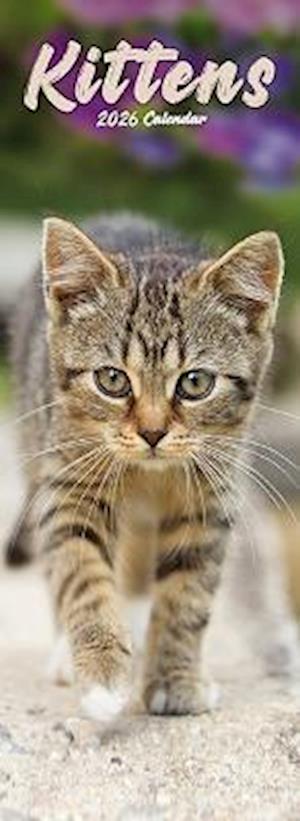 Cover for Kittens Slim Calendar 2026  Cute Slimline Calendar - 12 Month (Calendar) (2025)
