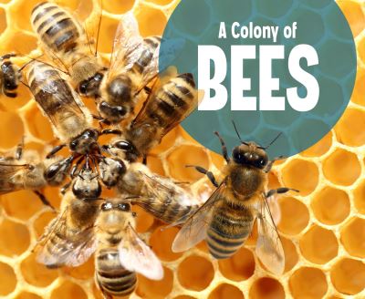 Cover for Lucia Raatma · A Colony of Bees - Animal Groups (Hardcover Book) (2020)