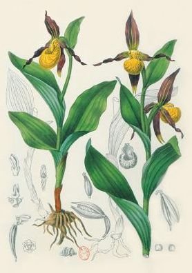 Cover for Barla-j · Carnet Blanc Orchidee Jaune, Dessin 19e Siecle (Paperback Book) (2016)