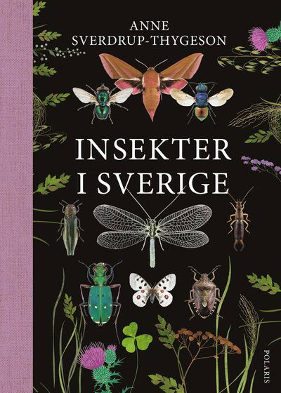 Cover for Anne Sverdrup-Thygeson · Insekter i Sverige (Hardcover Book) (2024)