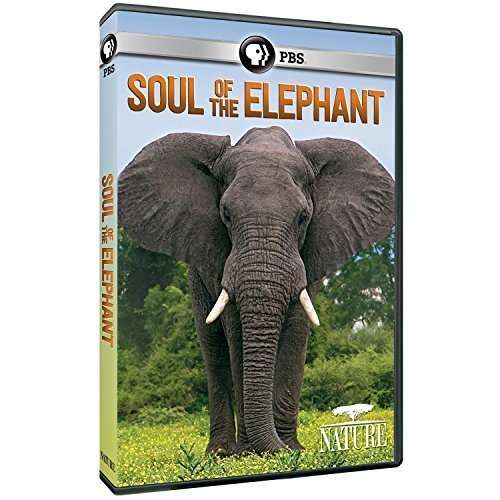 Cover for Nature: Soul of the Elephant (DVD) (2015)