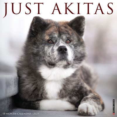 Just Akitas 2025 12 X 12 Wall Calendar - Willow Creek Press - Gadżety - Willow Creek Press Calendars - 9781549241260 - 10 września 2024