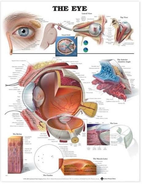 Cover for Anatomical Chart Com · The Eye Anatomical Chart (Map) (2000)
