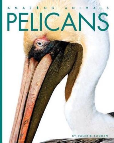 Cover for Valerie Bodden · Pelicans (Bog) (2019)