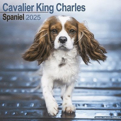 Cavalier King Charles Calendar 2025 Square Dog Breed Wall Calendar - 16 Month -  - Gadżety - Avonside Publishing Ltd - 9781804603260 - 1 lipca 2024