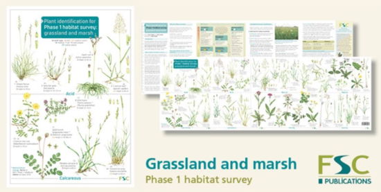 Cover for Hilary Wallace · Plant Identification for Phase 1 Habitat Survey: Grassland and Marsh (Paperback Book) (2016)