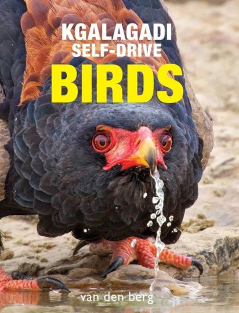 Philip Van den Berg · Kgalagadi Self-Drive Birds (Paperback Book) (2024)