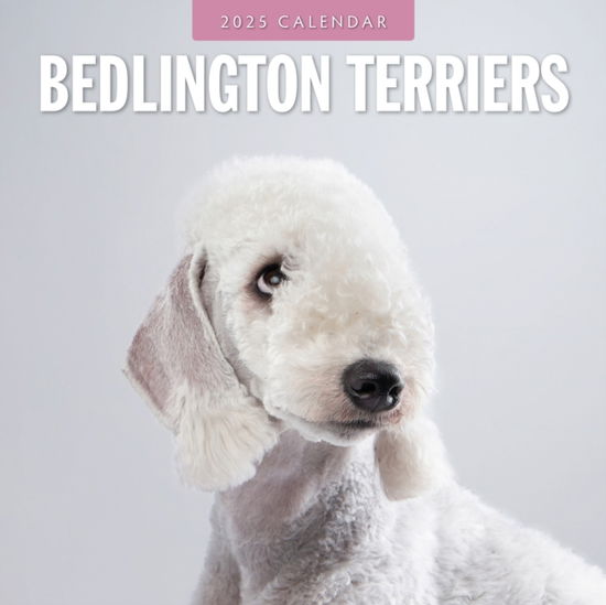 Cover for Red Robin · Bedlington Terriers 2025 Square Wall Calendar (Taschenbuch) (2024)