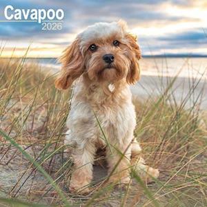 Cover for Cavapoo Calendar 2026 Square Dog Breed Wall Calendar - 16 Month (Calendar) (2025)