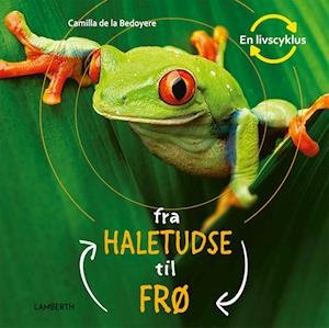 Cover for Camilla de la Bédoyère · En livscyklus: Fra haletudse til frø (Innbunden bok) [1. utgave] (2023)
