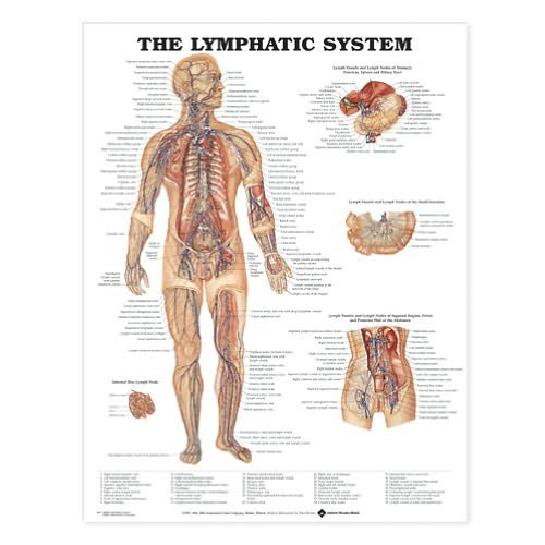 Cover for Anatomical Chart Com · The Lymphatic System Anatomical Chart (Map) (2000)