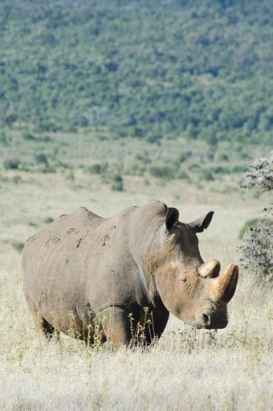 Cover for Eva-Lotta Jansson · Alive! white rhino - Natural - Photo Art Notebooks (6 x 9 series) (Paperback Book) (2015)